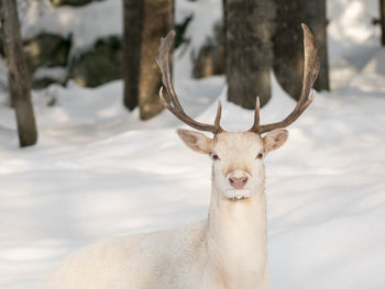 Close-up portrait of deer in winter