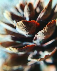 Close-up of red flower