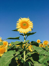 Close-up of sunflower blooming in field