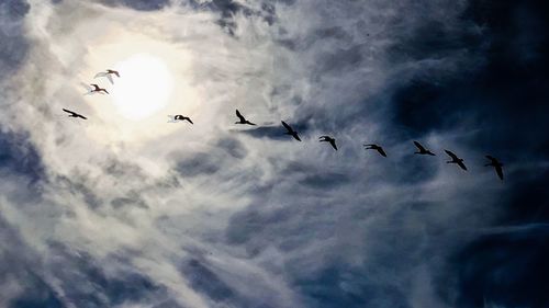 Low angle view of silhouette birds flying against sky