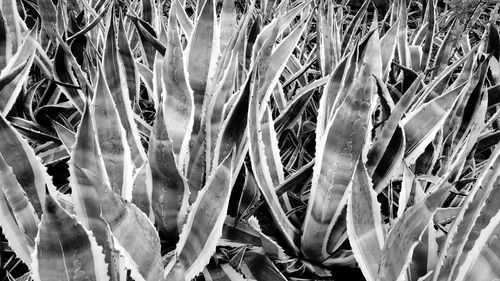 Full frame shot of plants