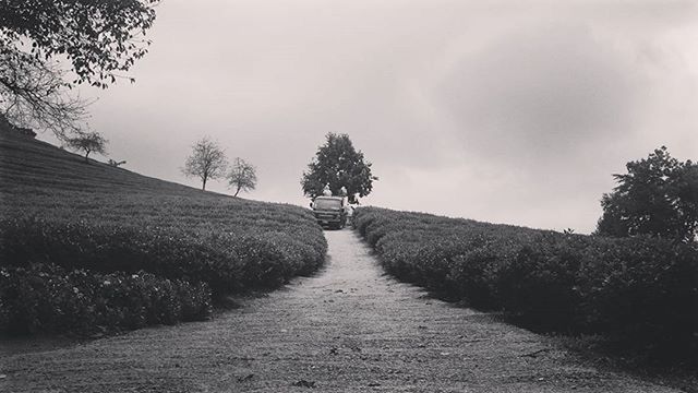 the way forward, tree, diminishing perspective, sky, vanishing point, tranquility, tranquil scene, dirt road, growth, footpath, nature, pathway, landscape, road, walkway, beauty in nature, scenics, treelined, cloud - sky, day