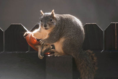 Close-up of cat sitting on floor