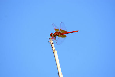 Low angle view of dragonfly on plant against clear blue sky