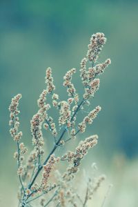 Close-up of flowering plant