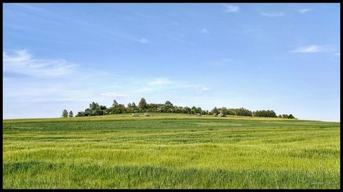 Scenic view of agricultural field against sky