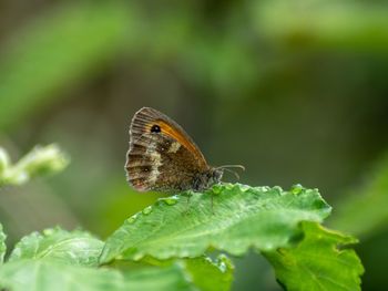 Close-up of butterfly on leaf