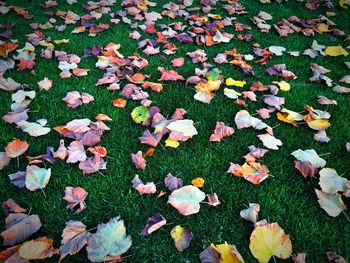 Autumn leaves on flowers