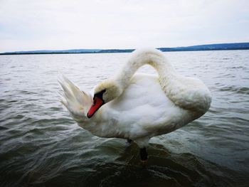 Swan in a lake