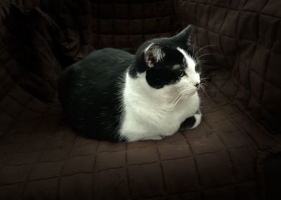 High angle view of cat sitting on sofa at home