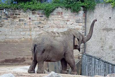 Elephants in zoo against brick wall