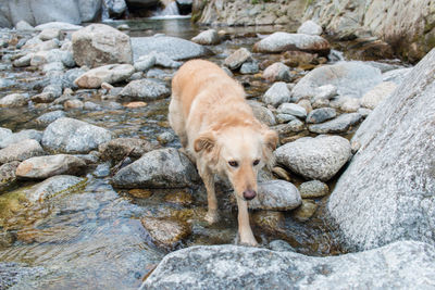 View of dog drinking water from rocks