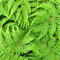 Full frame shot of fern leaves