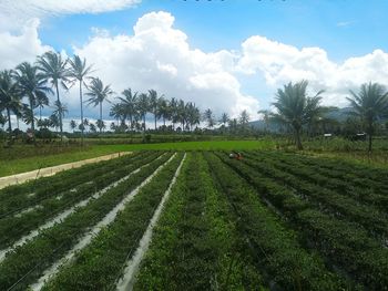 Scenic view of agricultural field against sky