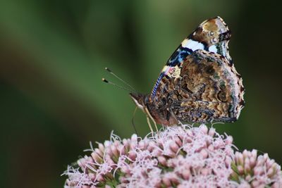 Close-up of butterfly perching on flower