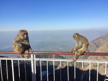 Monkey sitting on railing against sky