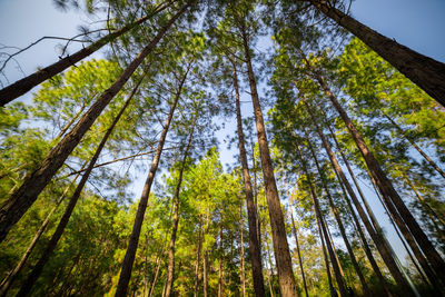 Low angle view of pine trees in forest against sky