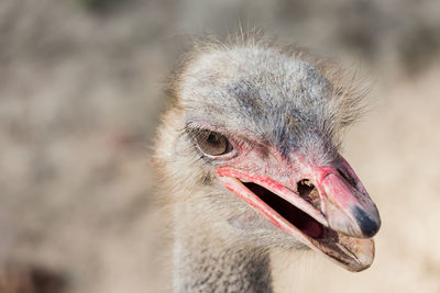 Close-up portrait of a bird