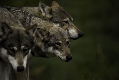 Close-up of three wolves