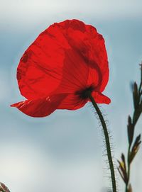 Close-up of red poppy flower