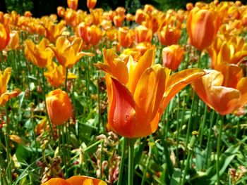 Close-up of orange day lily blooming outdoors