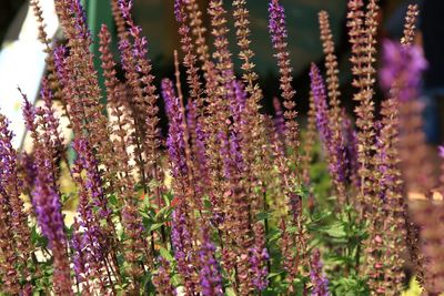 Close-up of purple  flowers