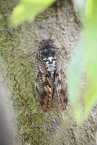 Insect on tree bark