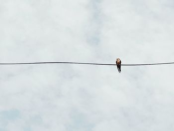 Low angle view of bird perching on cable against sky