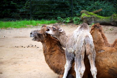 Giraffe standing on a land