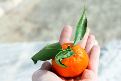 Close-up of hand holding apple