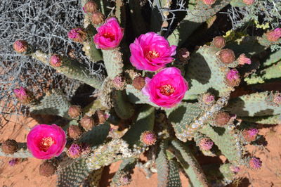 Close-up of pink flowers