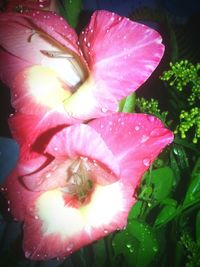 Close-up of pink flowers