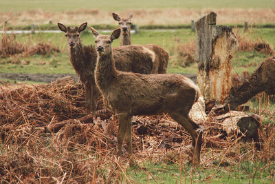 Deer standing by fallen trees on field