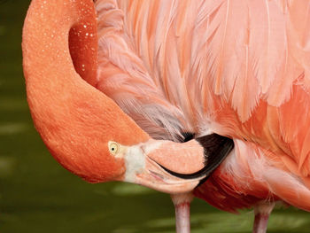 Close-up portrait of bird