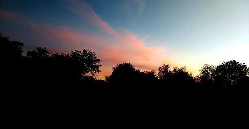 Silhouette of trees at sunset