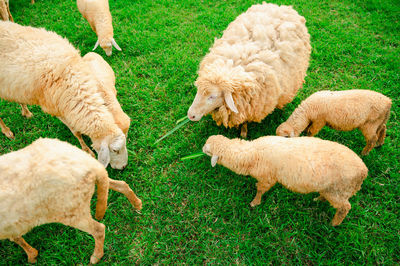 Sheep grazing in a field
