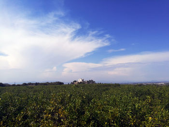 Scenic view of agricultural field against sky
