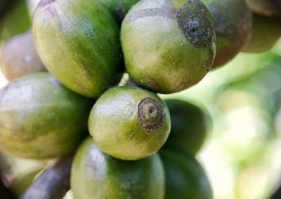 Full frame shot of fruit