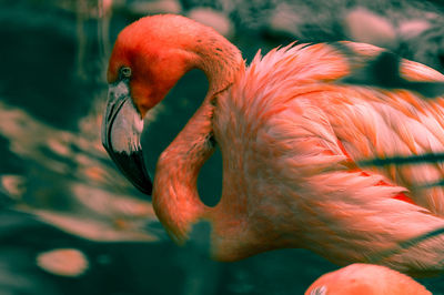 A flamingo