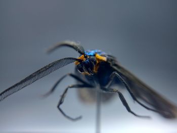 Close-up of virginia ctenucha against gray background