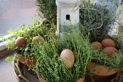 High angle view of potted plants in basket