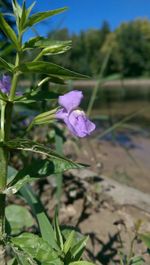 Close-up of purple flowers