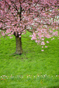 Trees growing on field