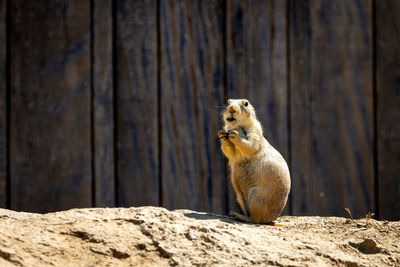 Mexican prairie dog on rock