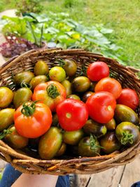 Summer harvest tomato basket. perfectly ripe and beautiful 