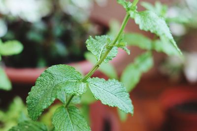 Close-up of fresh green leaves