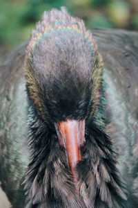 Close-up of peacock