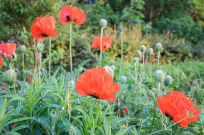 Close-up of poppy flowers blooming in field