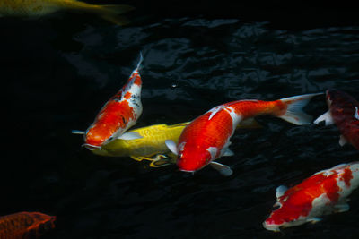 Fish swimming in a lake