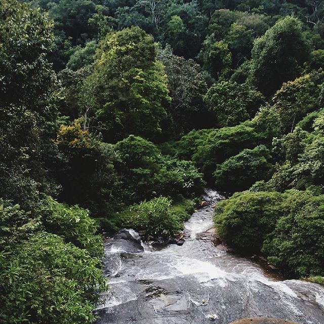 tree, water, green color, beauty in nature, nature, stream, growth, scenics, forest, tranquility, flowing water, tranquil scene, rock - object, plant, lush foliage, waterfall, flowing, motion, green, day